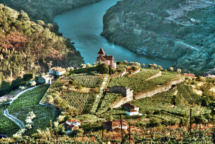 Vineyards in Portugal's Douro wine region